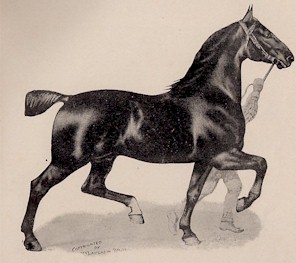 A German Coach Horse shown by McLaughlin Bros