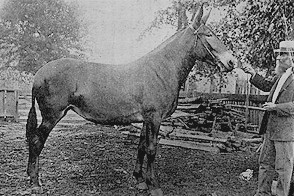 A winning Missouri Mule