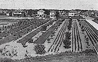 early SMS ag farm
