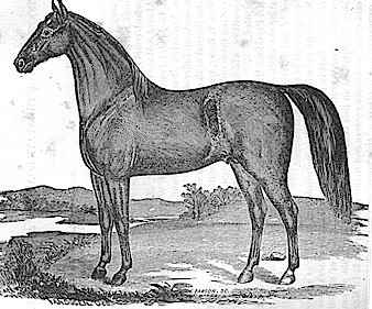 A Missouri Race Horse