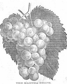 martha grape cluster