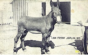 donkey03.jpg (26450 bytes)