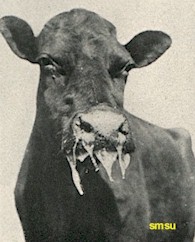Foot and Mouth Cow
