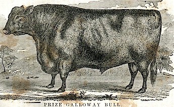 Prize Galloway Bull