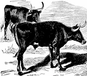 longhorn steer etching