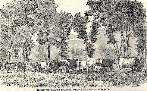 Herd of Shorthorns